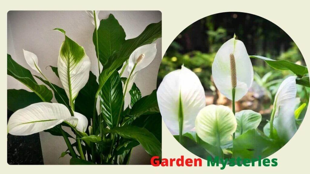 The Peace Lily