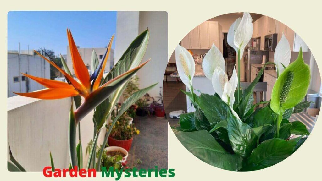 Peace Lily vs Bird of Paradise