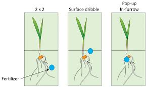 How Much Fertilizer Do I Need Per Acre For Corn?