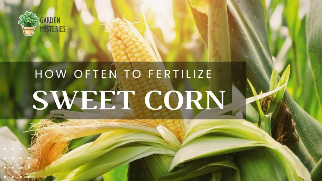 How Often to fertilize Sweet Corn