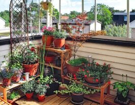 Tips for balcony gardens
