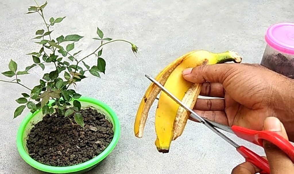 Banana peel fertilizer