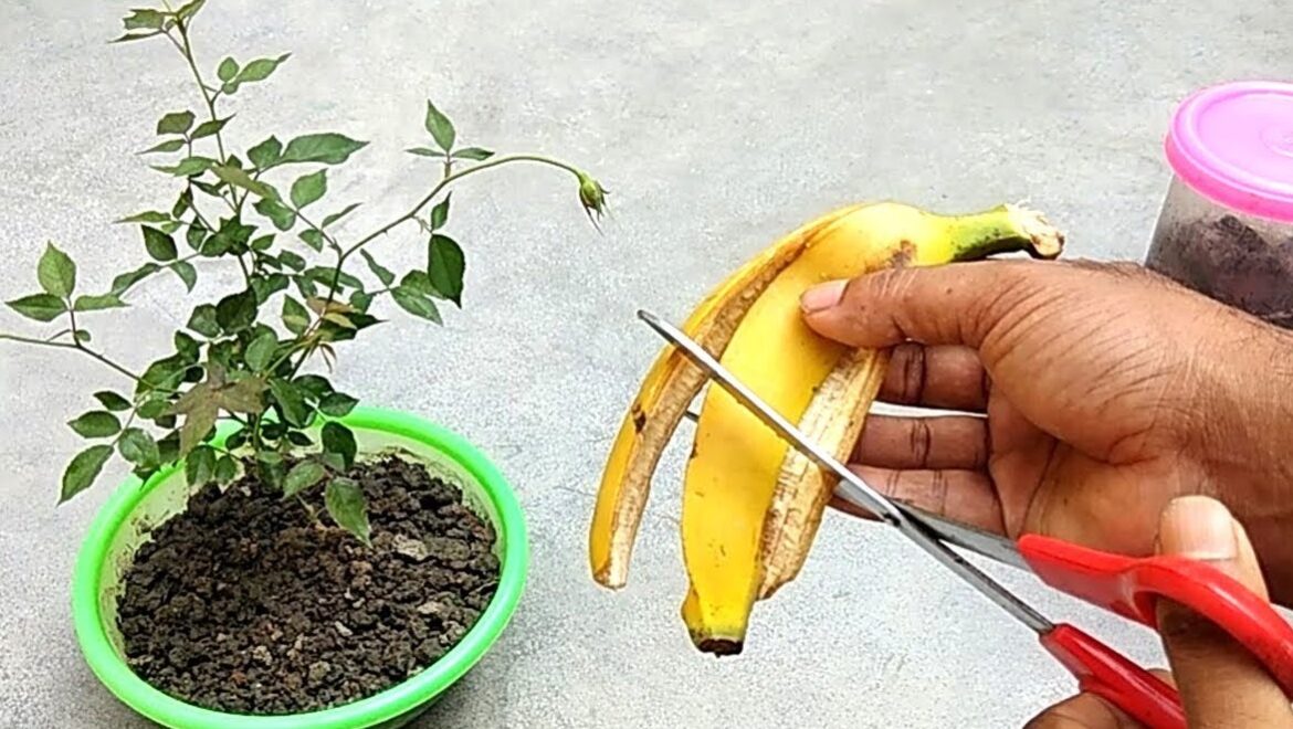 Banana peel fertilizer