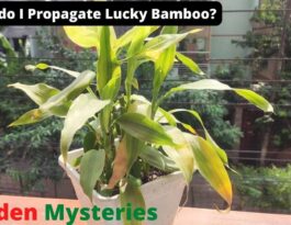 How do I Propagate Lucky Bamboo