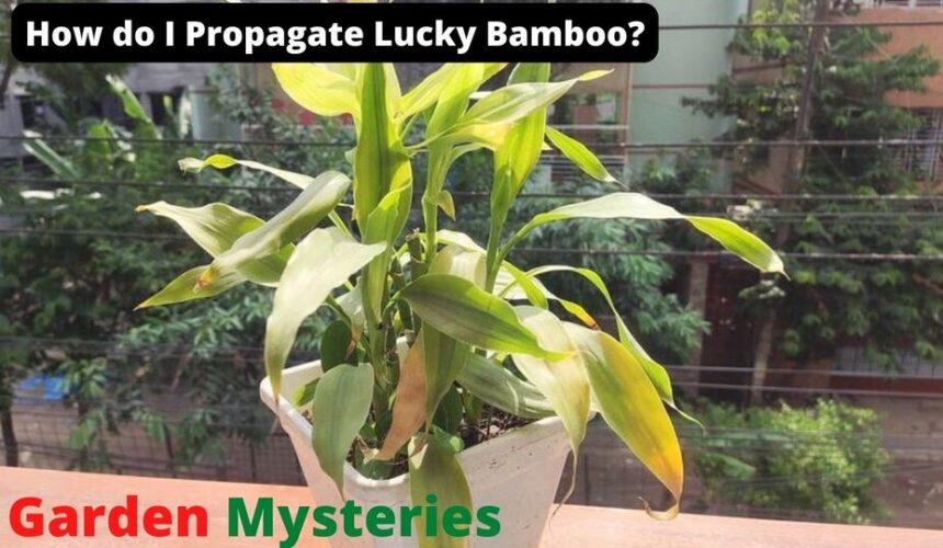 How do I Propagate Lucky Bamboo