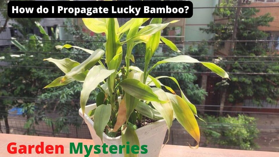 How do I Propagate Lucky Bamboo