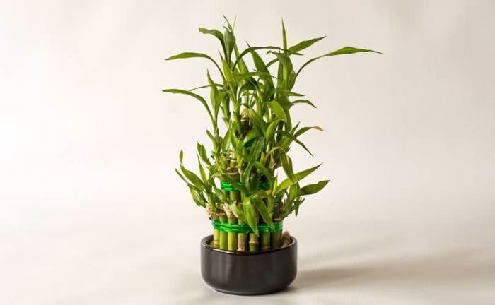 Bamboo Cutting Propagation