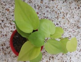 Philodendron Neon Heartleaf