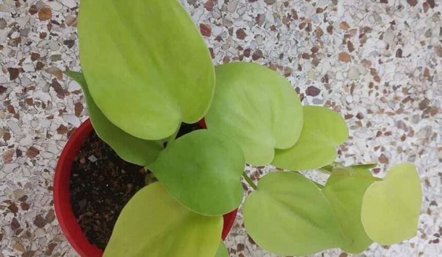 Philodendron Neon Heartleaf