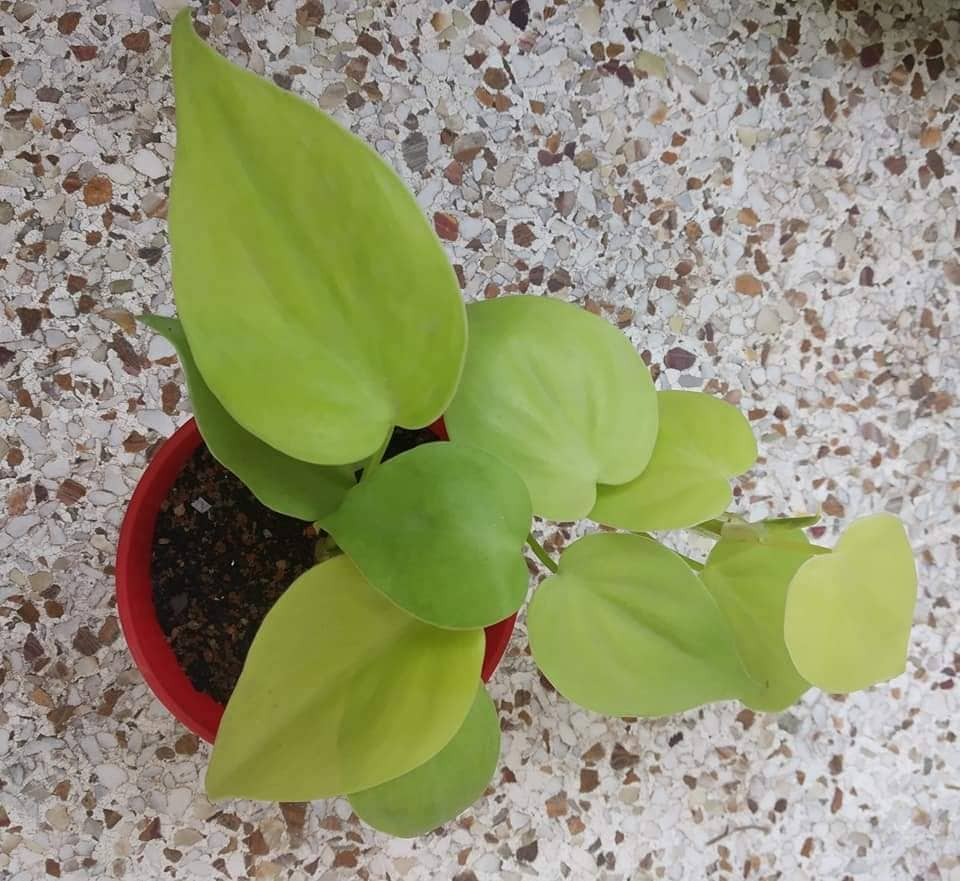 Philodendron Neon Heartleaf