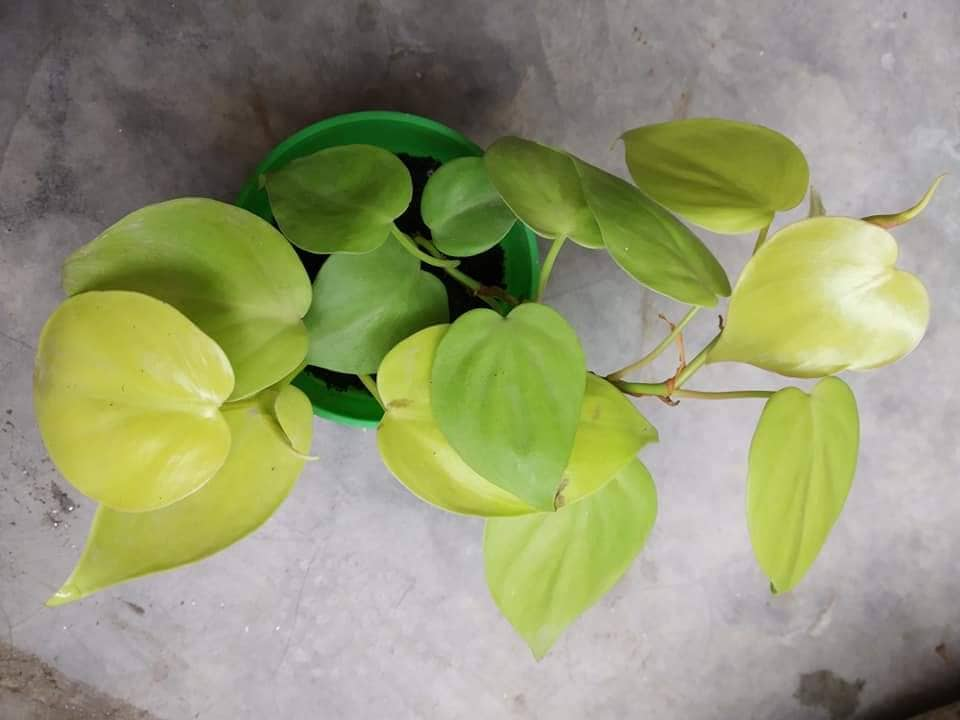 Philodendron - Heartleaf