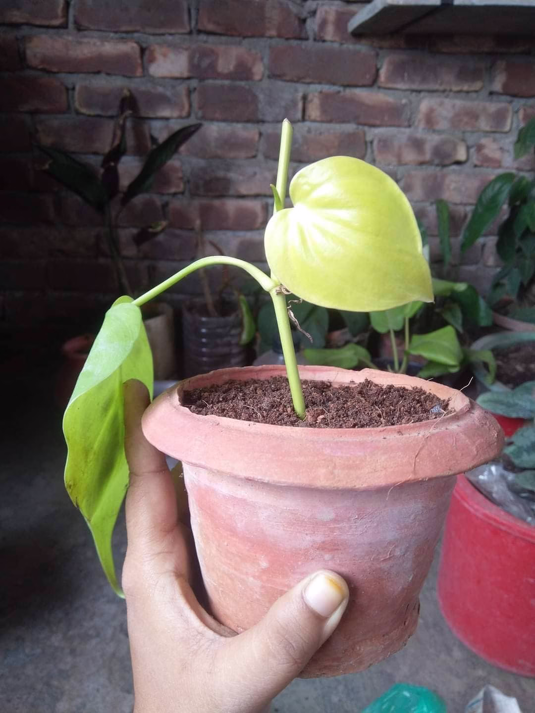 Heart Leaf Philodendron Neon