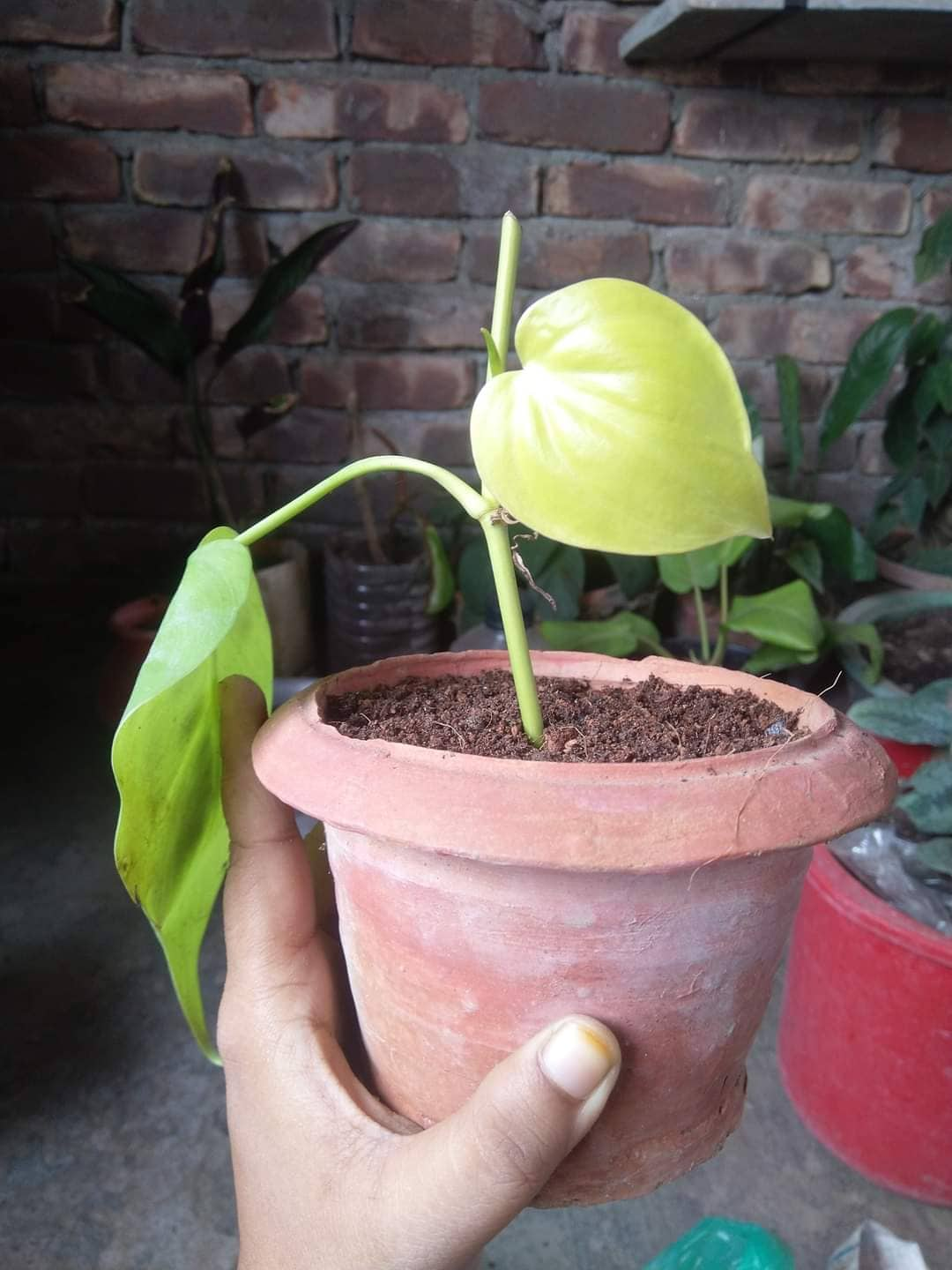 Philodendron 3