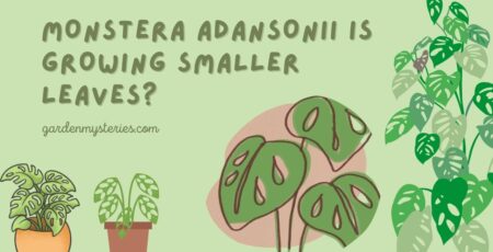 Monstera Adansonii Is Growing Smaller Leaves