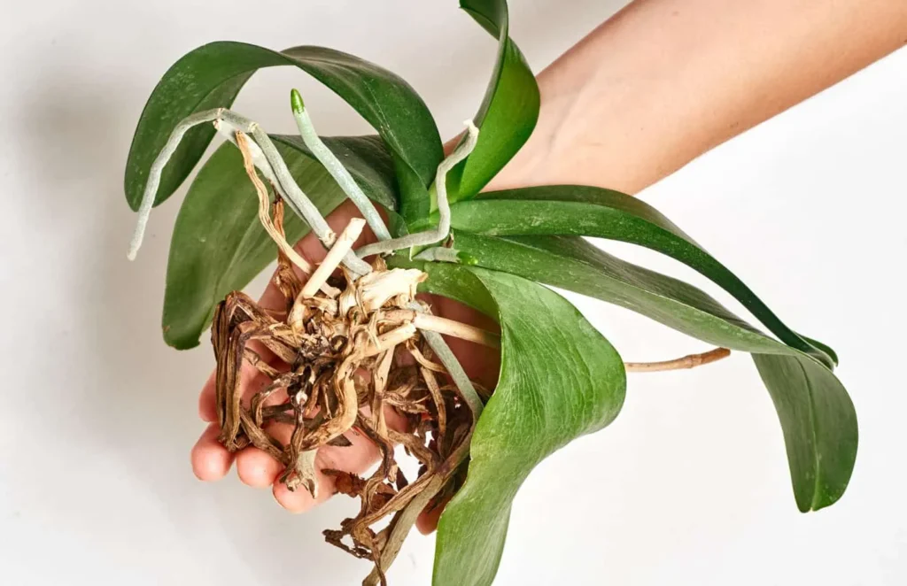 Causes Behind Orchid Roots Turning Brown