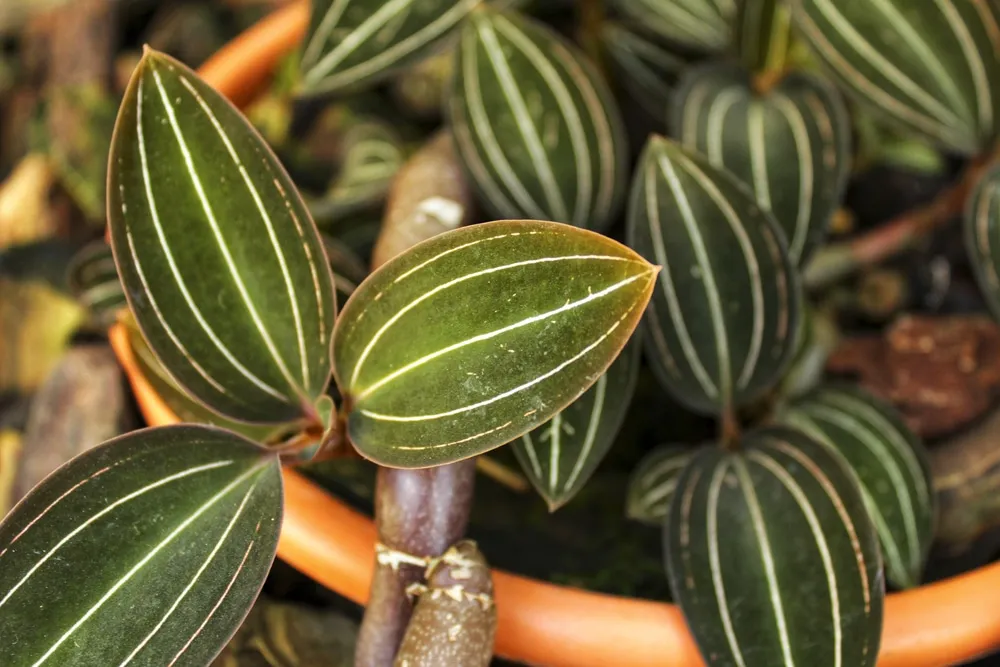 How to Take Care of Jewel Orchid