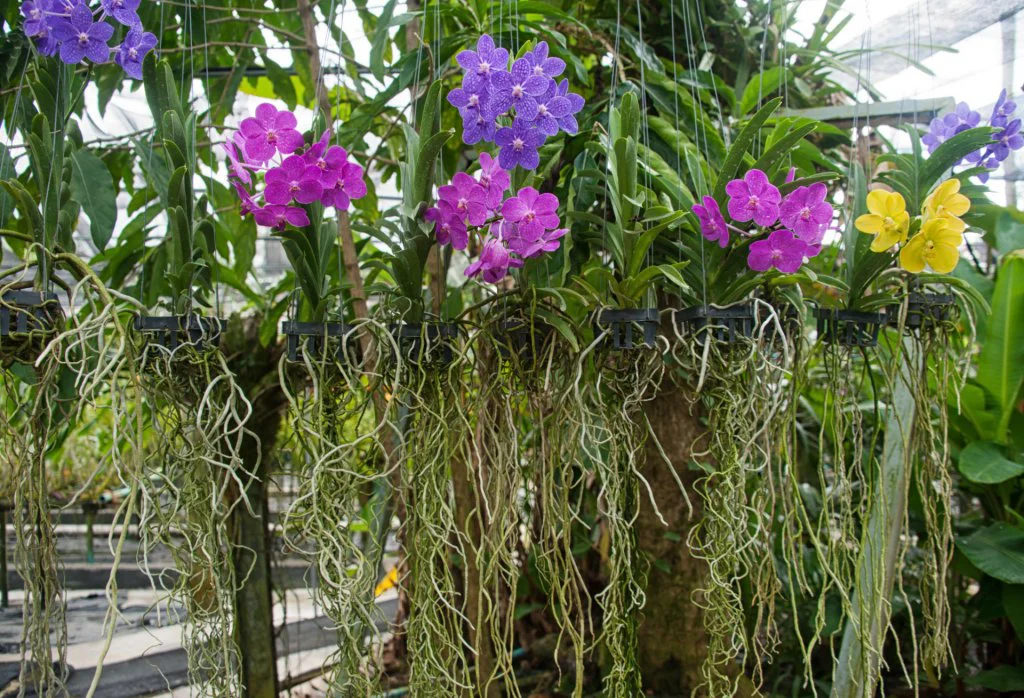 Identify If An Orchid Root Is Healthy