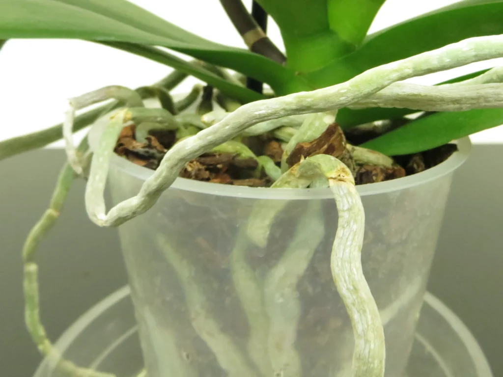 Keep Orchid Roots Healthy