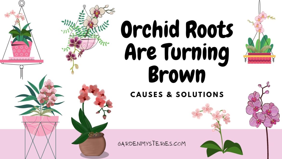 Orchid Roots Are Turning Brown