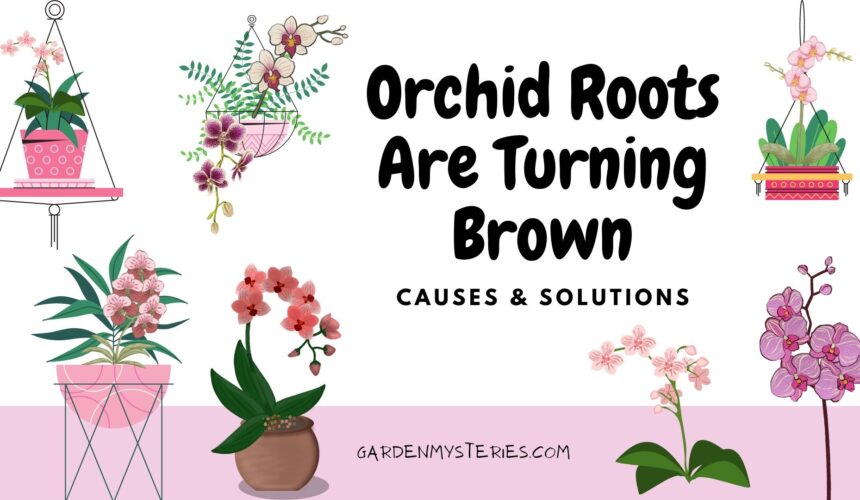 Orchid Roots Are Turning Brown