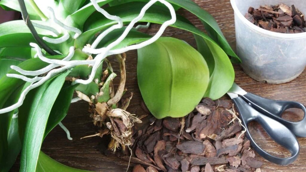 What to Do When My Orchid Roots Turn Brown