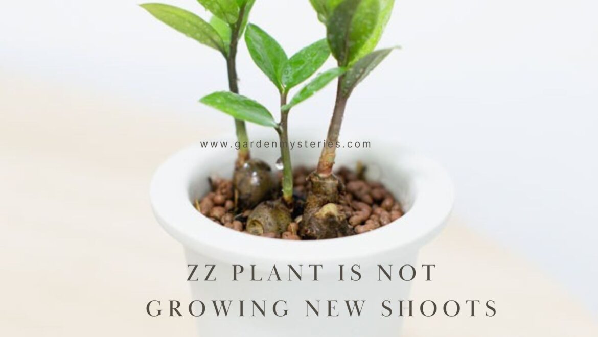 ZZ plant is not growing new shoots