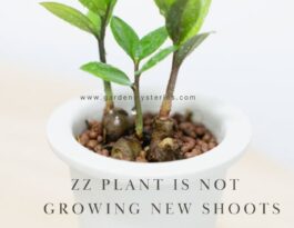 ZZ plant is not growing new shoots