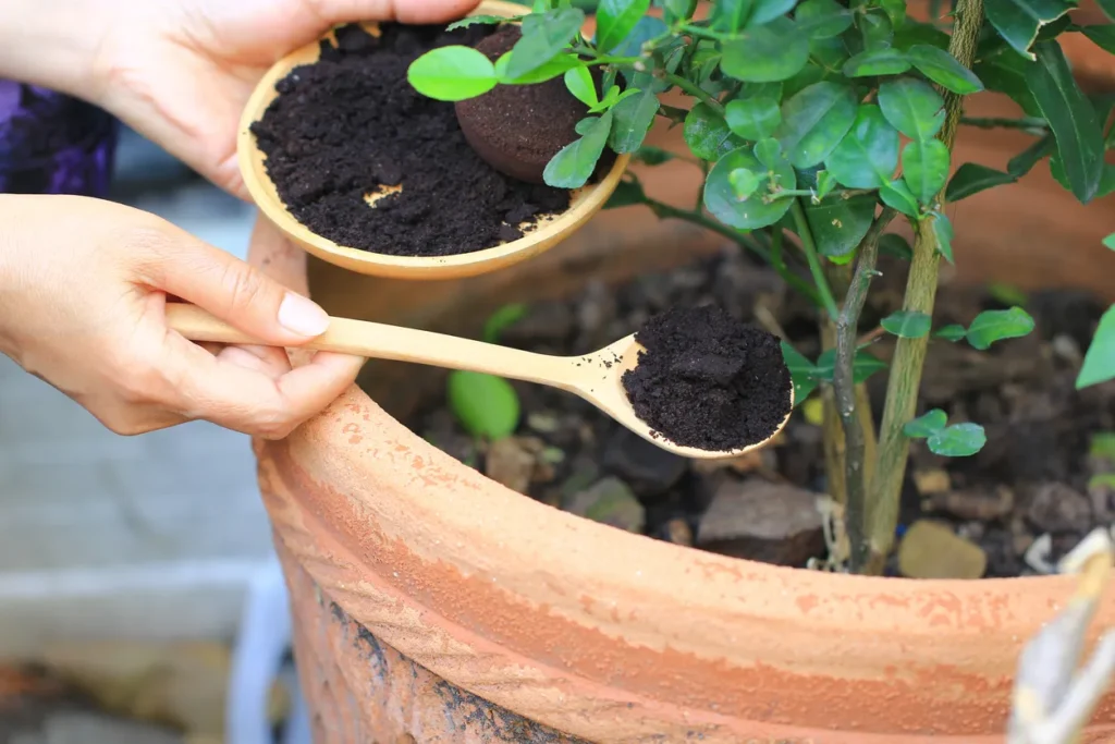 Tea Compost