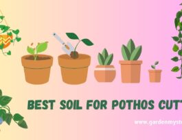Best Soil for Pothos Cuttings