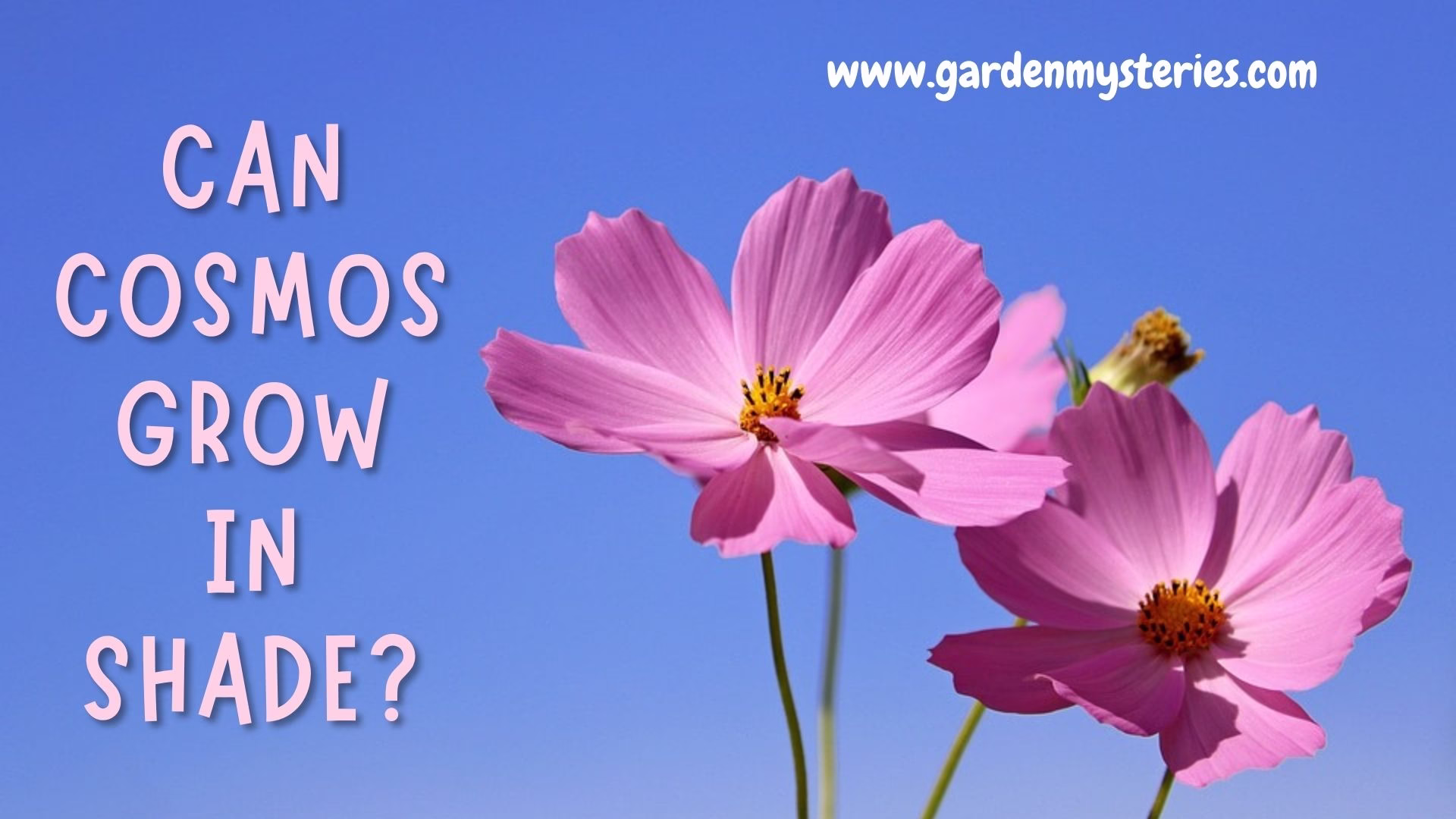 Can Cosmos Grow in Shade Featured