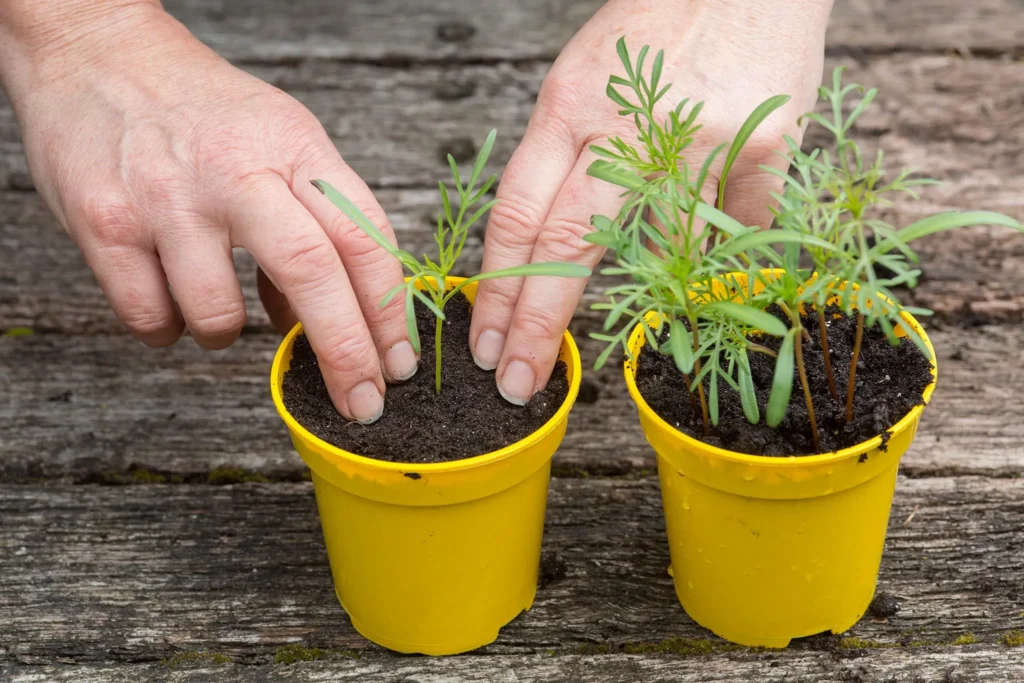 Fill the Container with Potting Soil