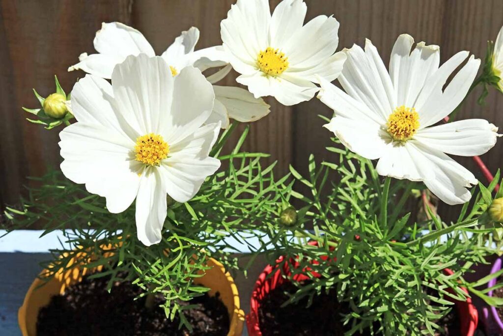 How to Plant Cosmos in the Balcony