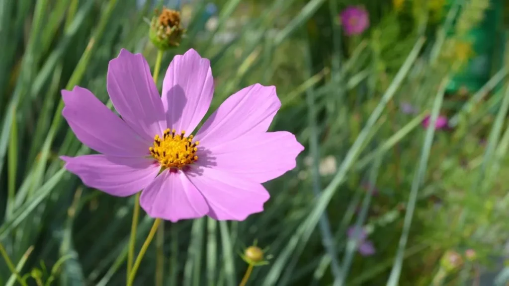 Place the Pot in a Sunny Location, Can Cosmos Grow in Shade