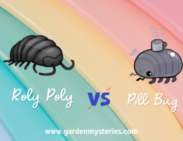 Roly Poly vs pill bugs