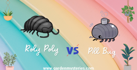 Roly Poly vs pill bugs