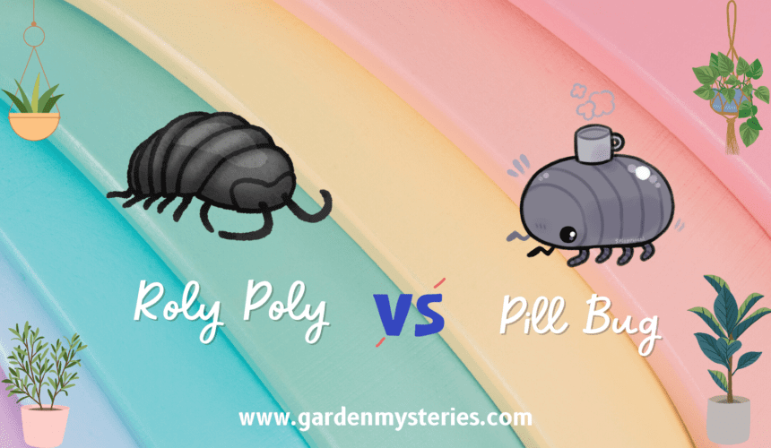 Roly Poly vs pill bugs