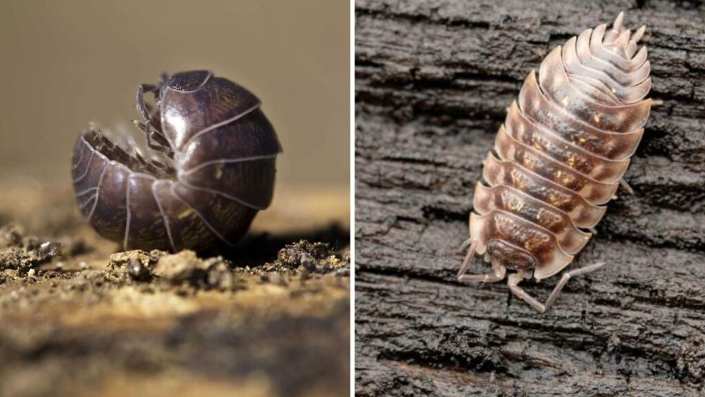 roly poly vs pill bug