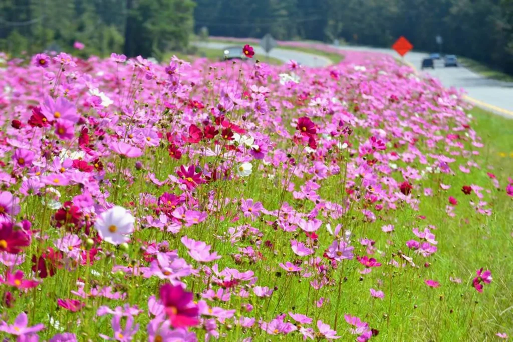 Winter Care, Can Cosmos Grow in Shade