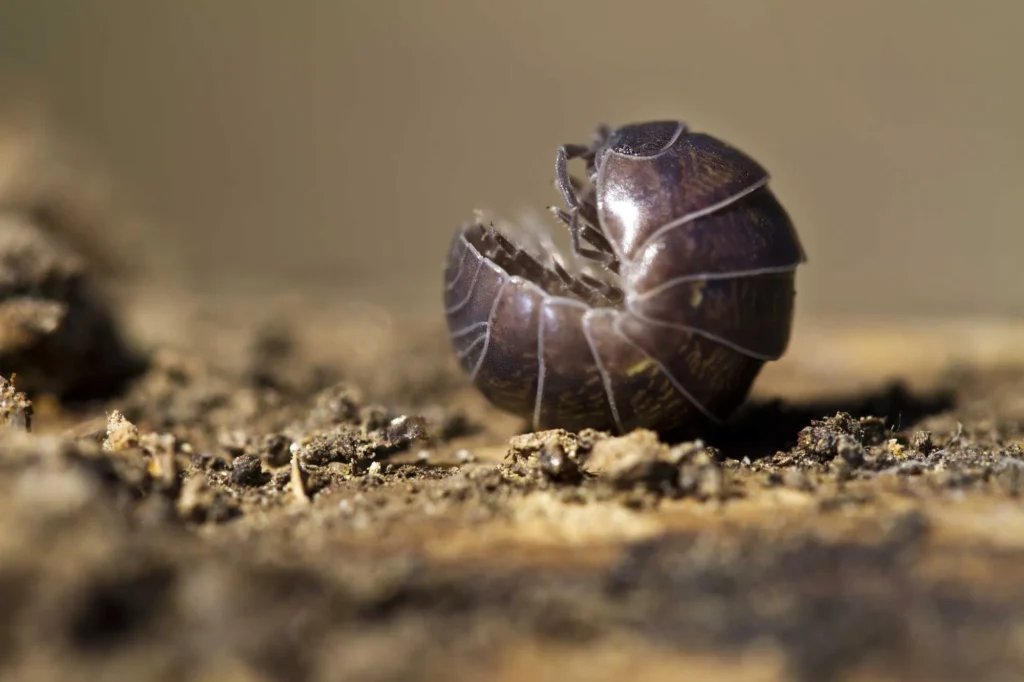 Benefits of having Roly-Poly and Pill Bugs in the Garden