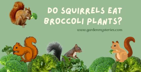 do squirrels eat broccoli plants?