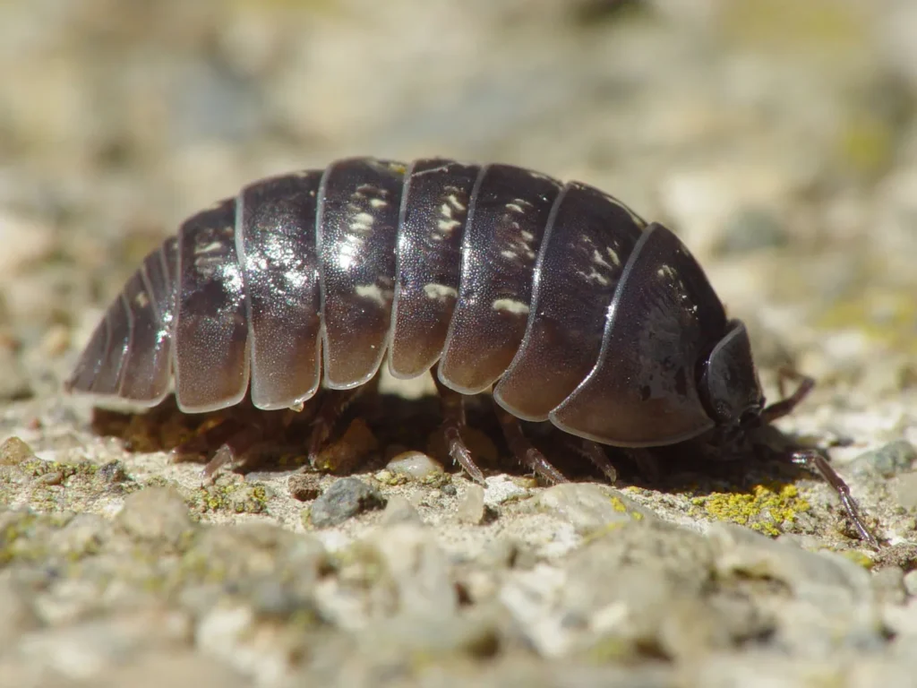 features of pill bugs