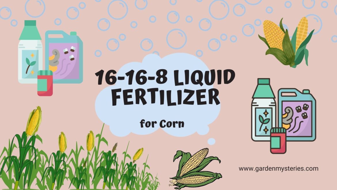 16-16-8 liquid fertilizer for corn