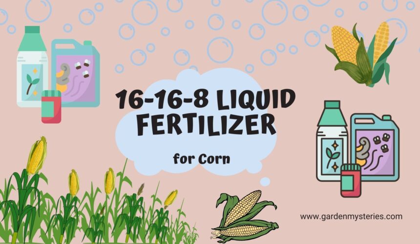 16-16-8 liquid fertilizer for corn