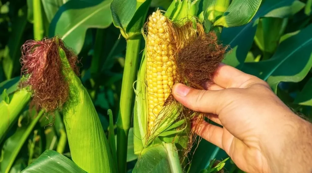 Benefits of using 16-16-8 Liquid Fertilizer for Corn