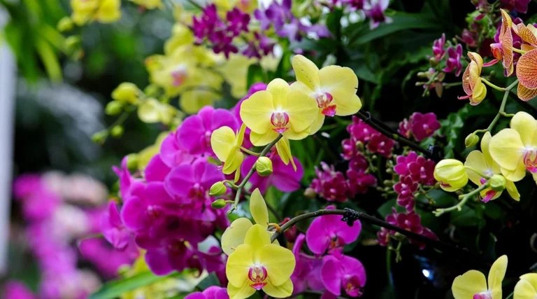 Hybridization - orchid smells bad