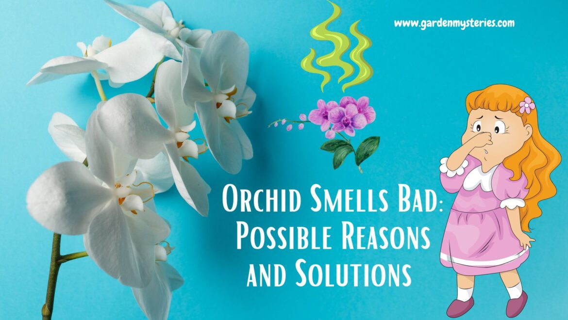 orchid smells bad