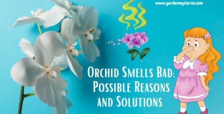 orchid smells bad