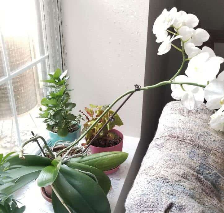 Is It Naturatual That Orchid Is Leaning Over