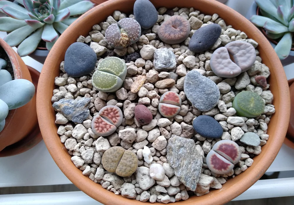 Lava Rocks for Other Plants