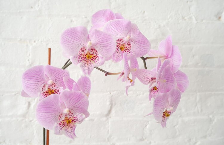 orchid dead stem 